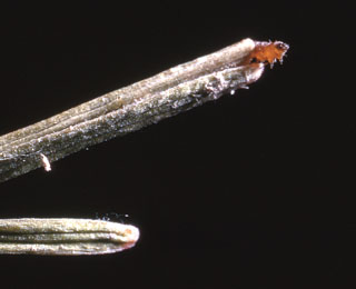 Larch Casebearer larvae emerging from needle
